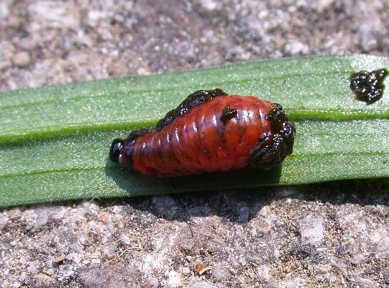 Larva di Lilioceris lilii